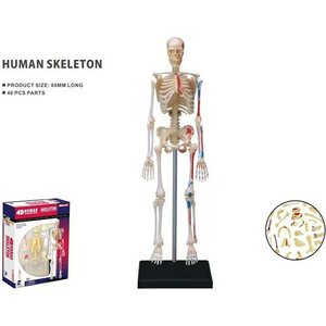 Human anatomy luuranko 46 osaa