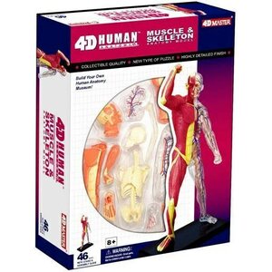 Human anatomy muscle & skeleton