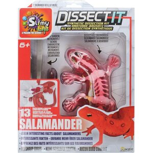 Dissect it salamanteri
